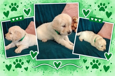 Les chiots de Golden Retriever