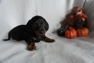 Les chiots de Teckel poil ras