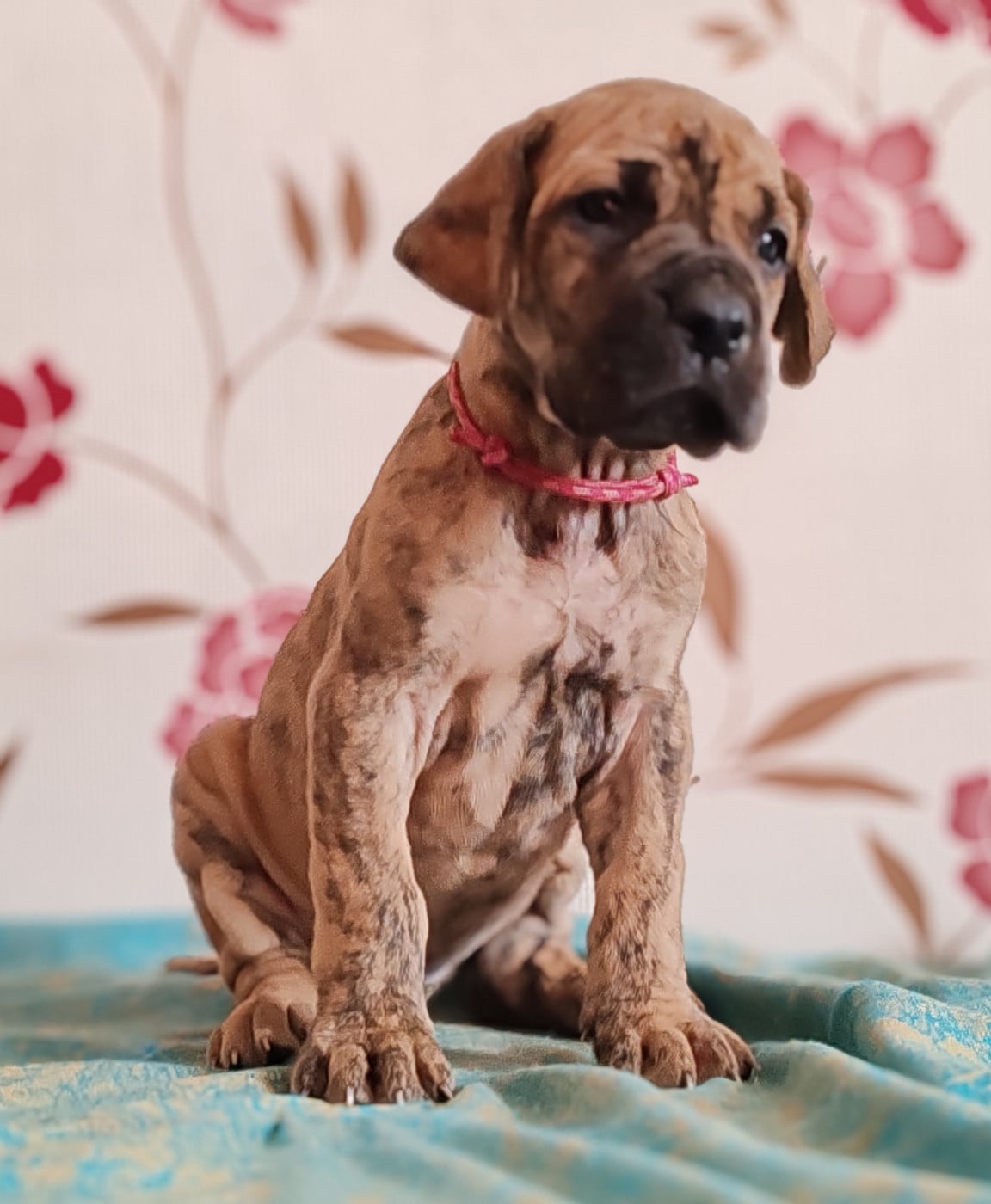 Barbie - Dogue allemand