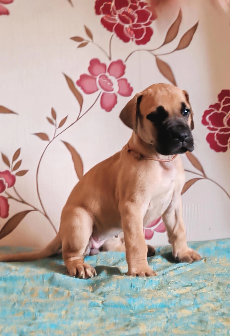 Belle et Rebelle - Dogue allemand