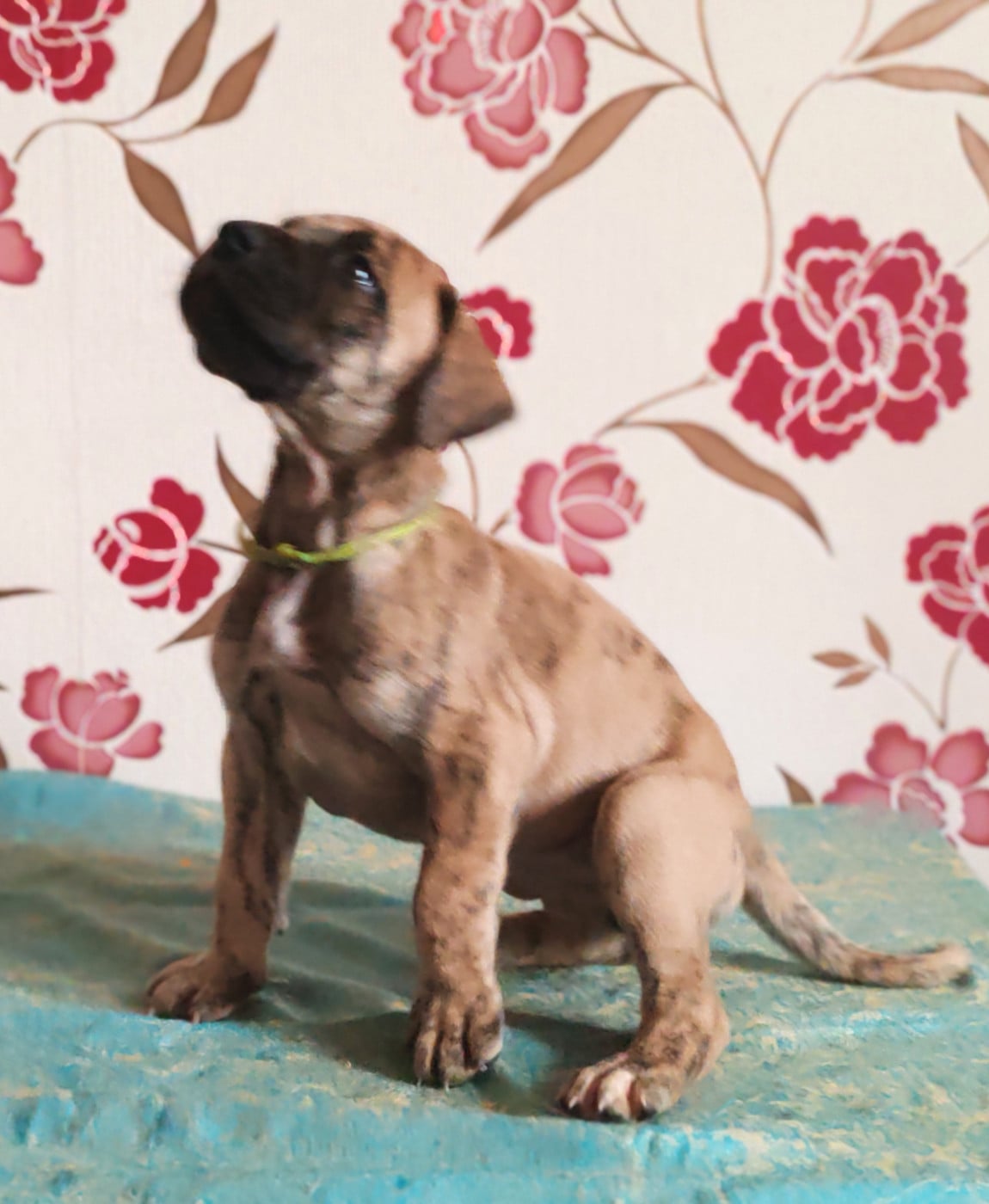 Brunéhilde - Dogue allemand