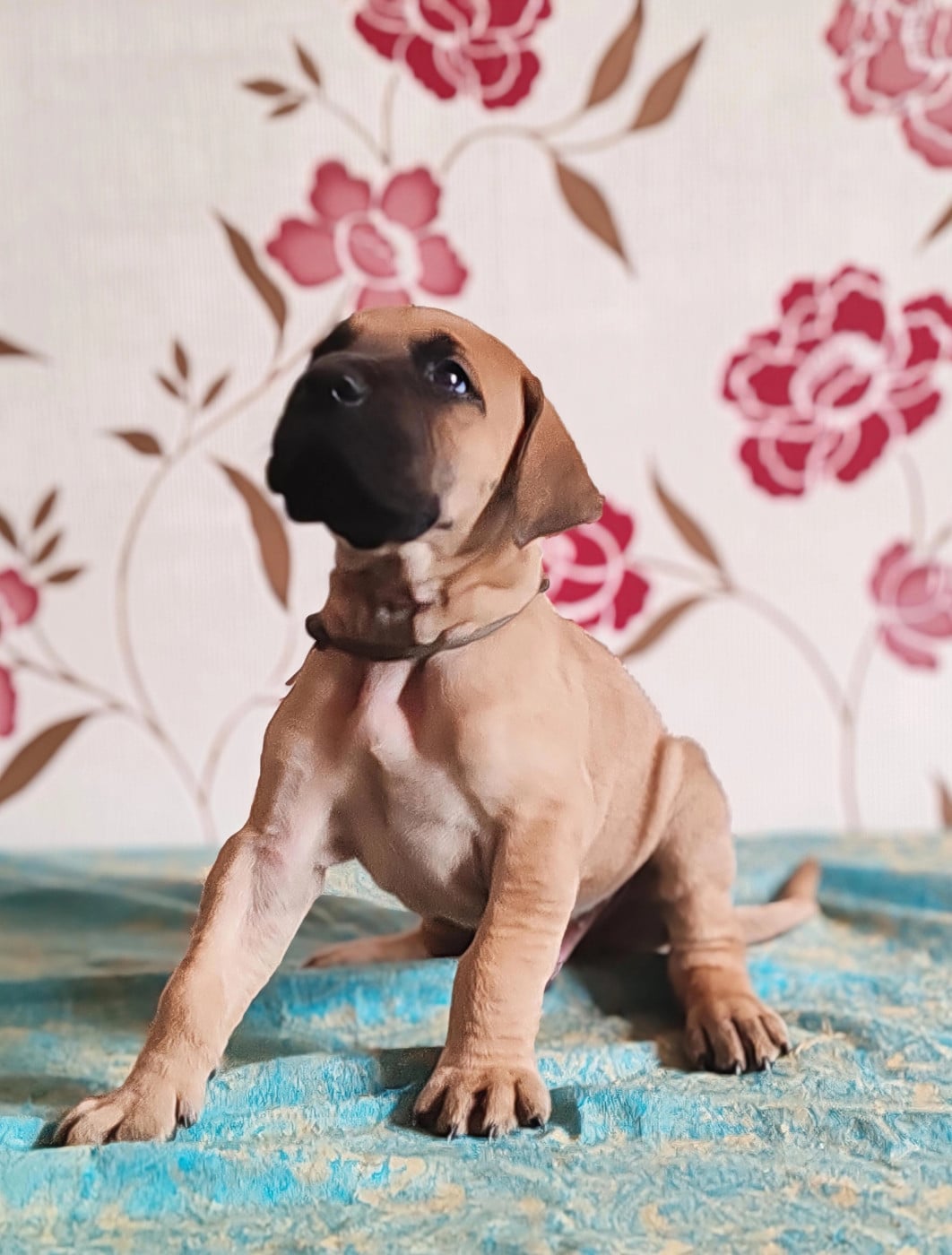 Bogart - Dogue allemand