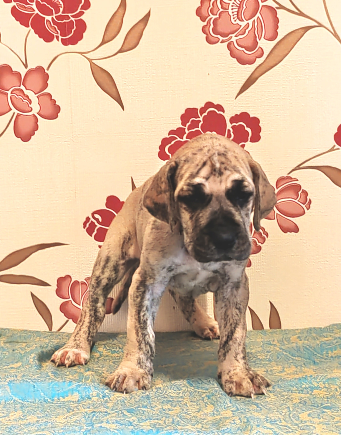 BOriona - Dogue allemand