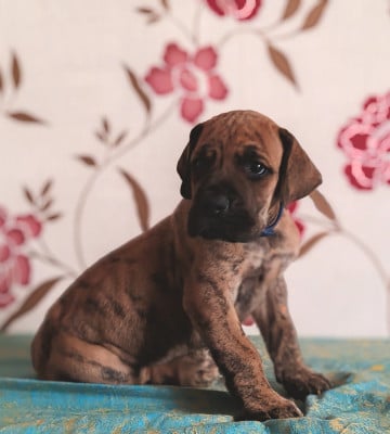 Baltimore - Dogue allemand