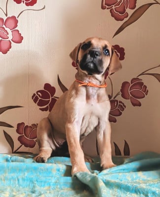 Brocéliande - Dogue allemand
