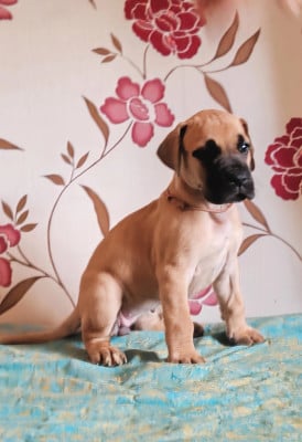 Belle et Rebelle - Dogue allemand
