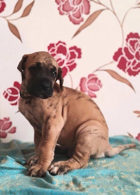 Bagheera - Dogue allemand