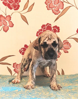 BOriona - Dogue allemand