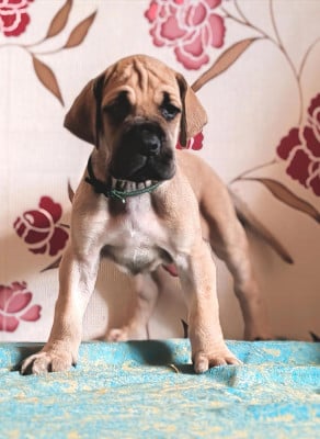 Brennus - Dogue allemand