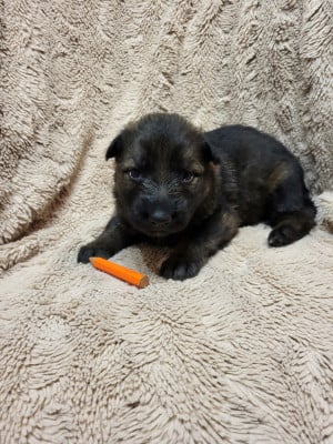 Les chiots de Berger Allemand Poil Long