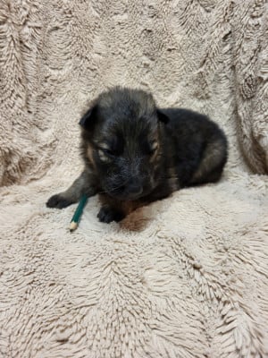Les chiots de Berger Allemand Poil Long