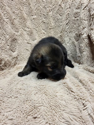 Les chiots de Berger Allemand Poil Long