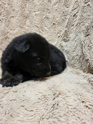Les chiots de Berger Allemand Poil Long