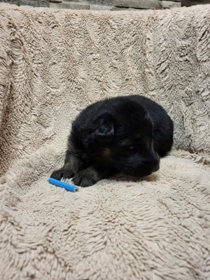 Les chiots de Berger Allemand Poil Long
