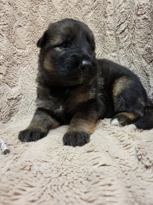 Les chiots de Berger Allemand Poil Long