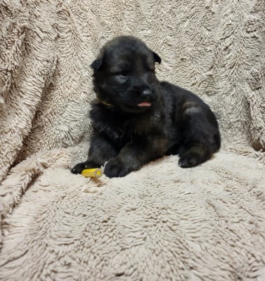 Les chiots de Berger Allemand Poil Long