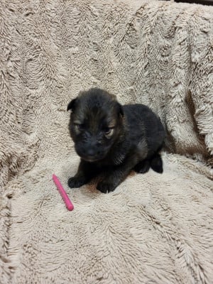 Les chiots de Berger Allemand Poil Long