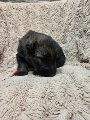 Les chiots de Berger Allemand Poil Long