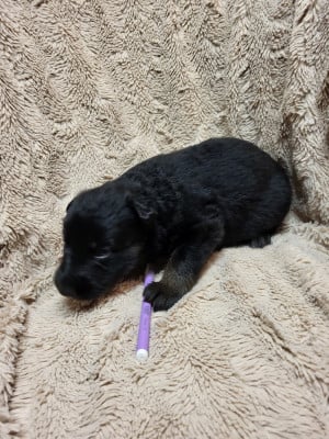 Les chiots de Berger Allemand Poil Long