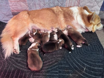 Chiot N°1 - Welsh Corgi Pembroke