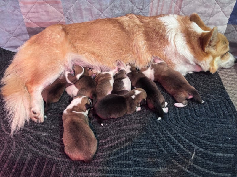 Welsh Corgi Pembroke - La Vallee D?Upsie