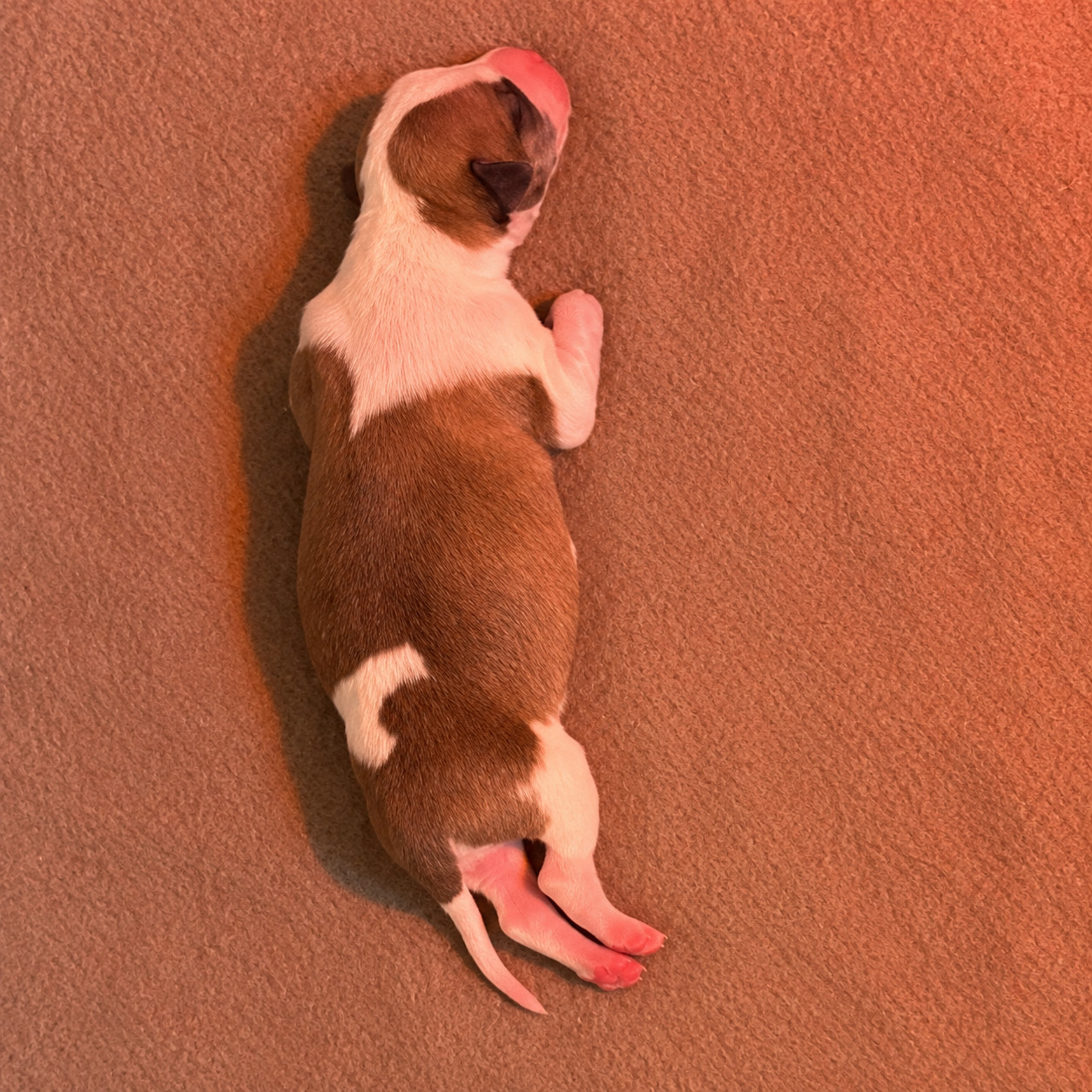 BOWY - Whippet