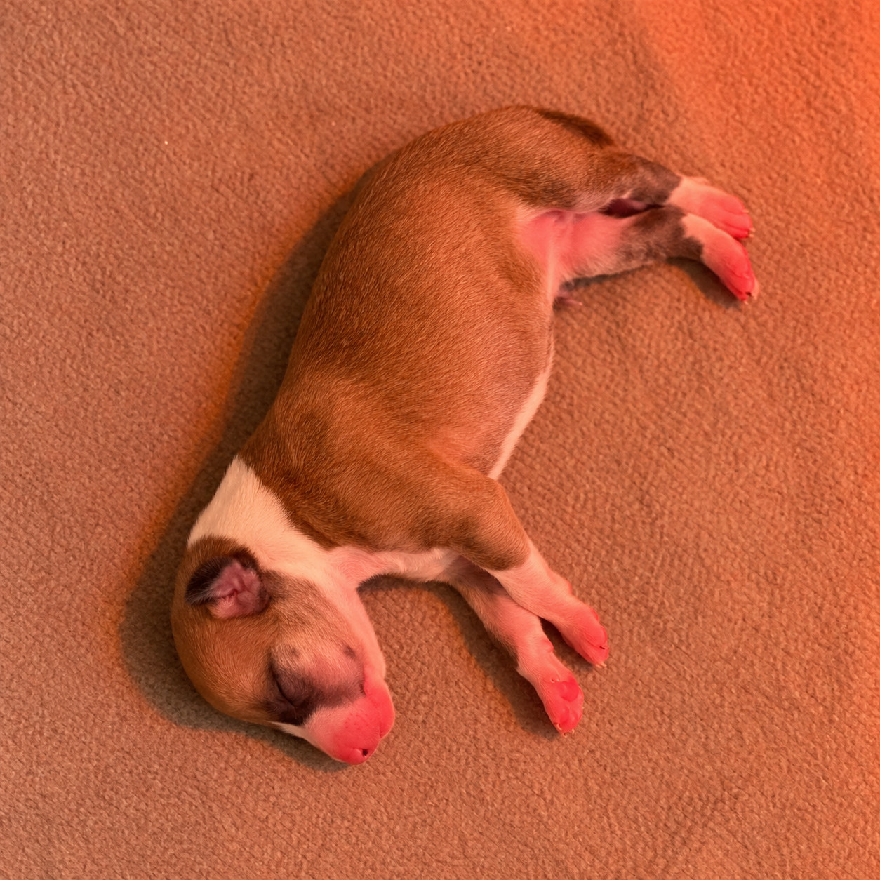BELLA - Whippet