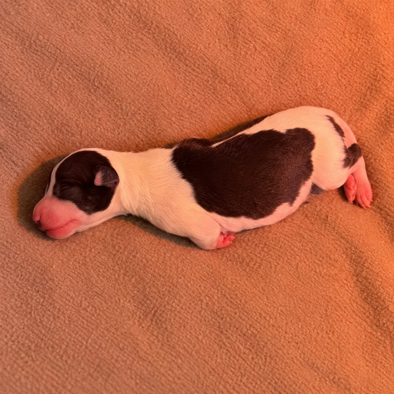 BISCUIT - Whippet
