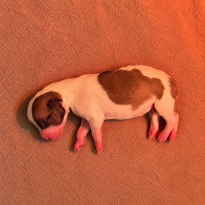 Les chiots de Whippet
