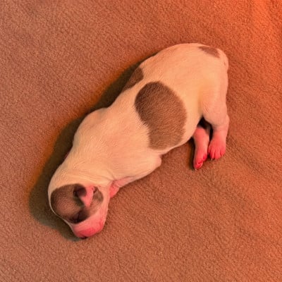 Les chiots de Whippet