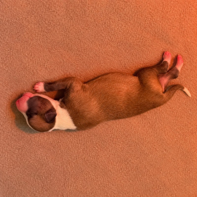 Les chiots de Whippet