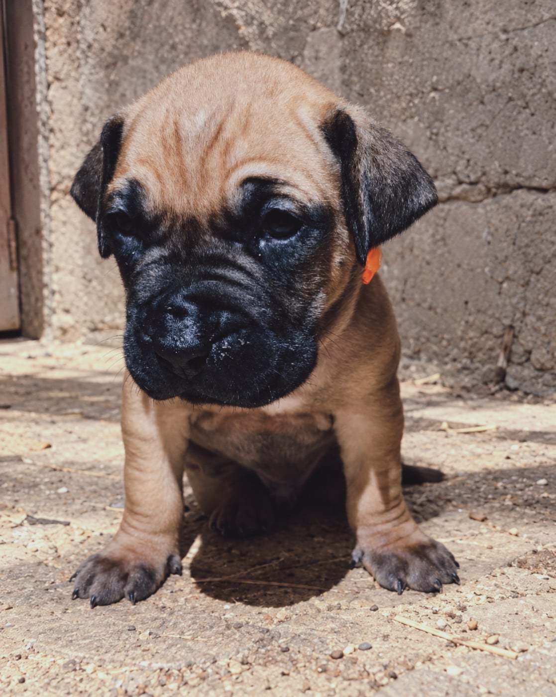 Collier orange - Presa canario
