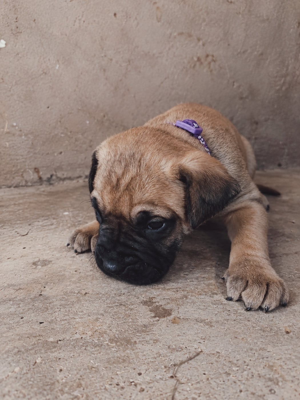 Collier violet - Presa canario