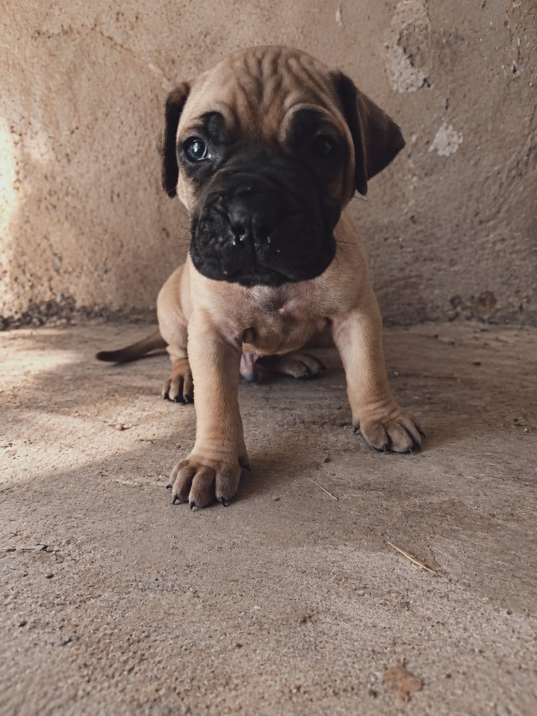 Collier fluo - Presa canario