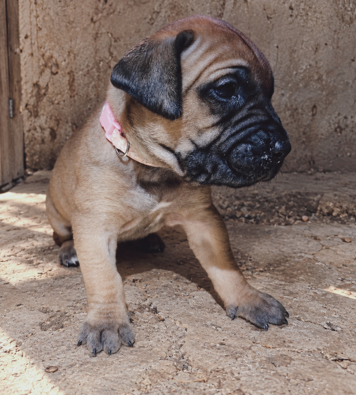 Collier rose - Presa canario