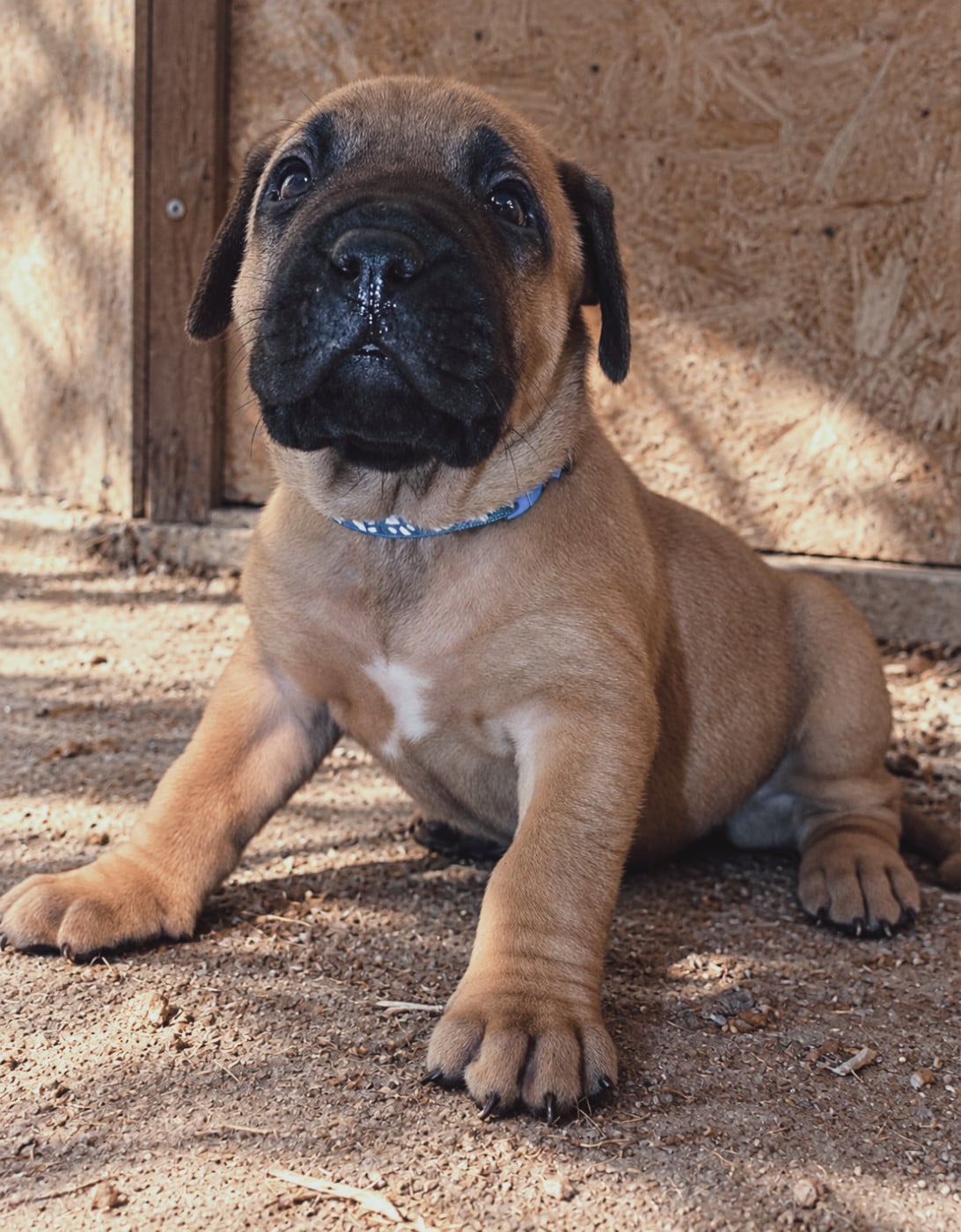 Collier bleu - Presa canario
