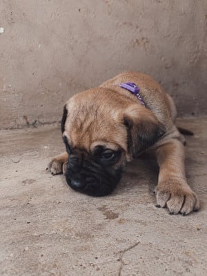 Les chiots de Presa canario