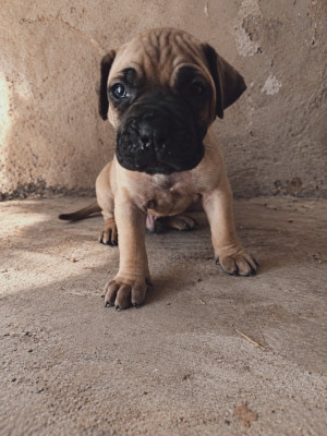Les chiots de Presa canario