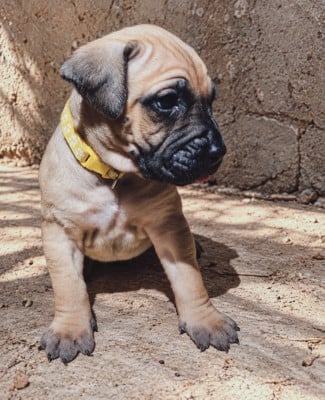 Les chiots de Presa canario