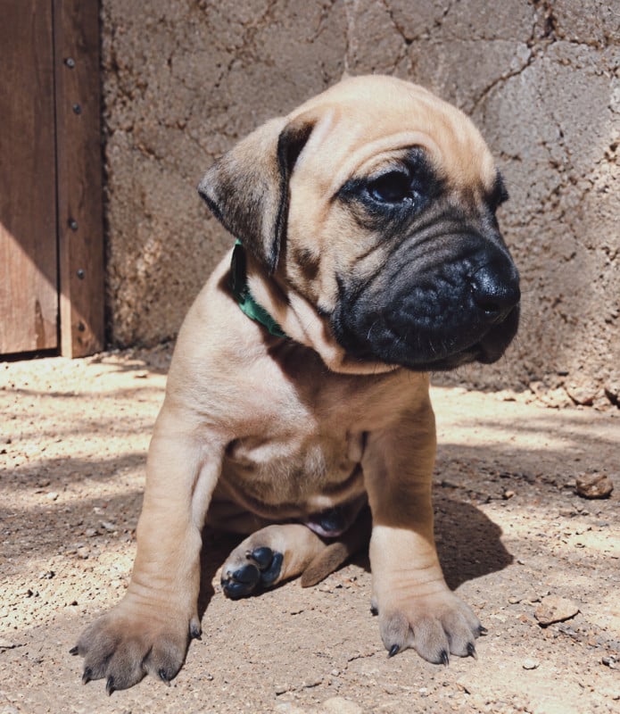 Presa canario - (Sans Affixe)
