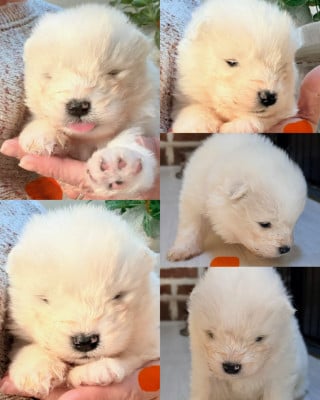 Les chiots de Samoyède