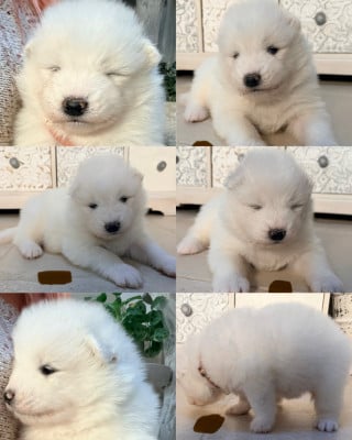 Les chiots de Samoyède