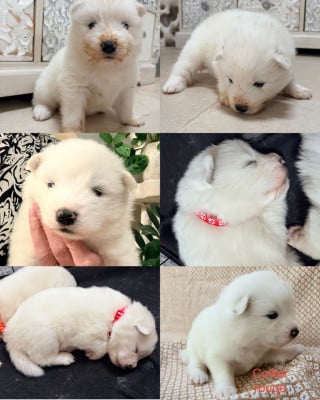 Les chiots de Samoyède