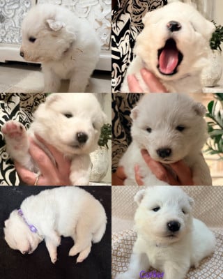 Les chiots de Samoyède