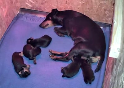 Les chiots de Terrier de chasse allemand