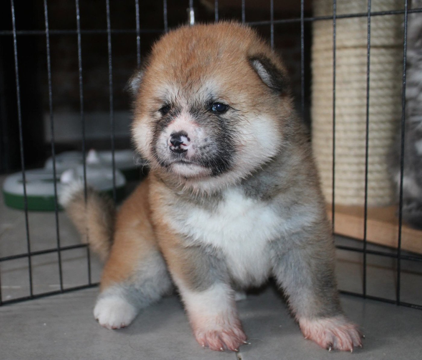 Raïko - Akita