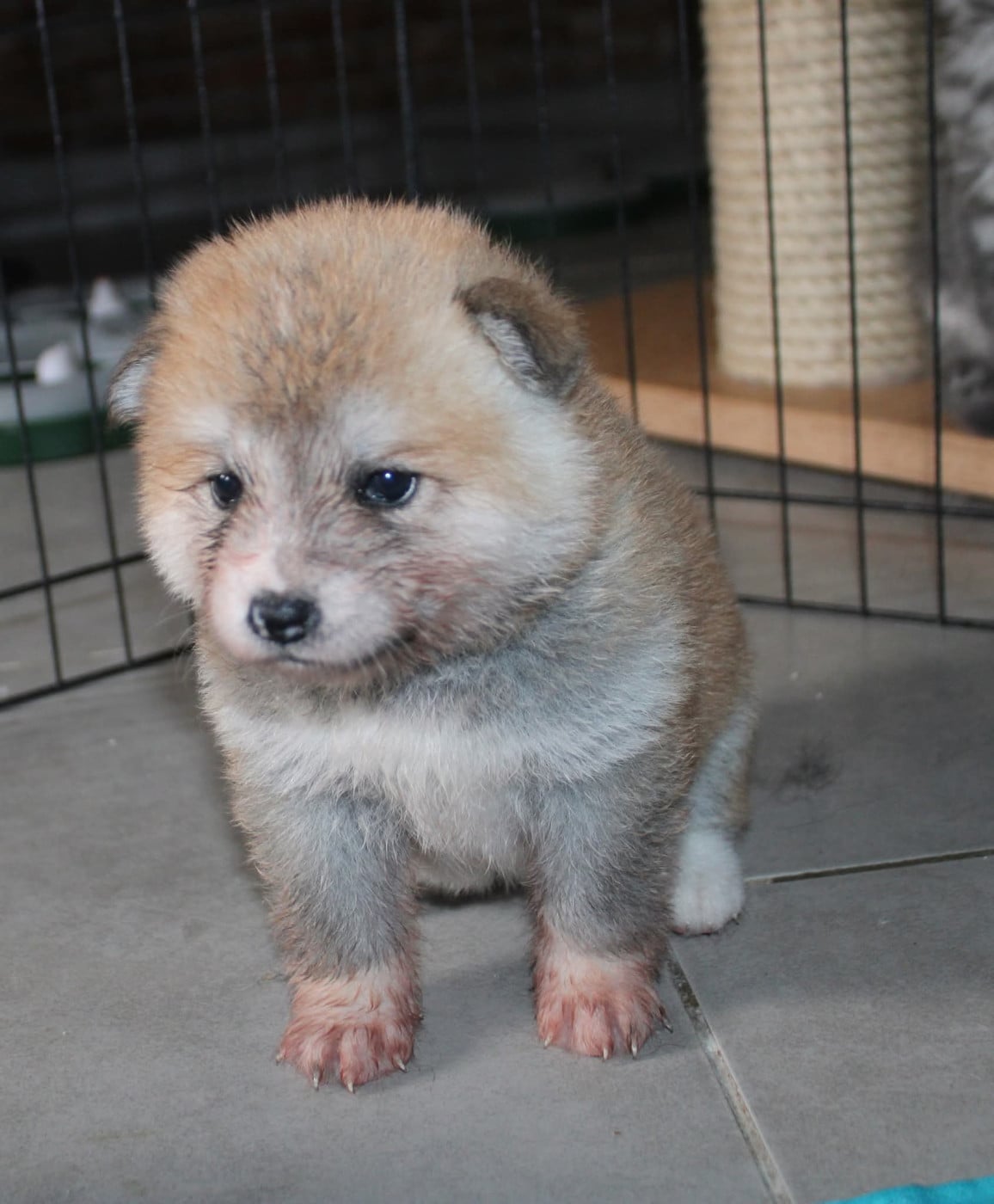 Naïa - Akita