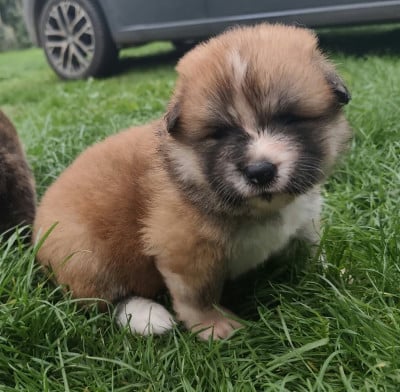 Les chiots de Akita