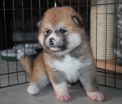 Les chiots de Akita