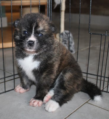 Les chiots de Akita